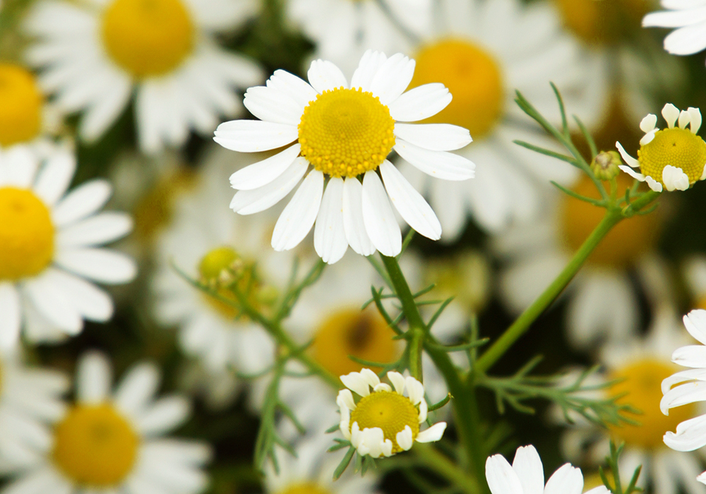 ジャーマンカモミール