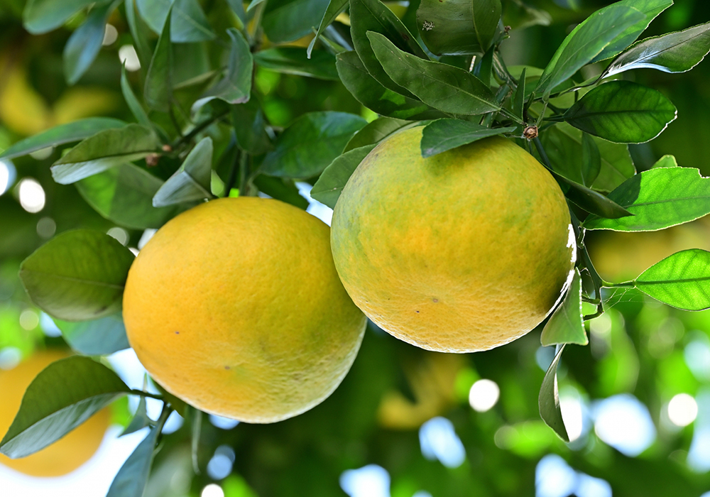 グレープフルーツ