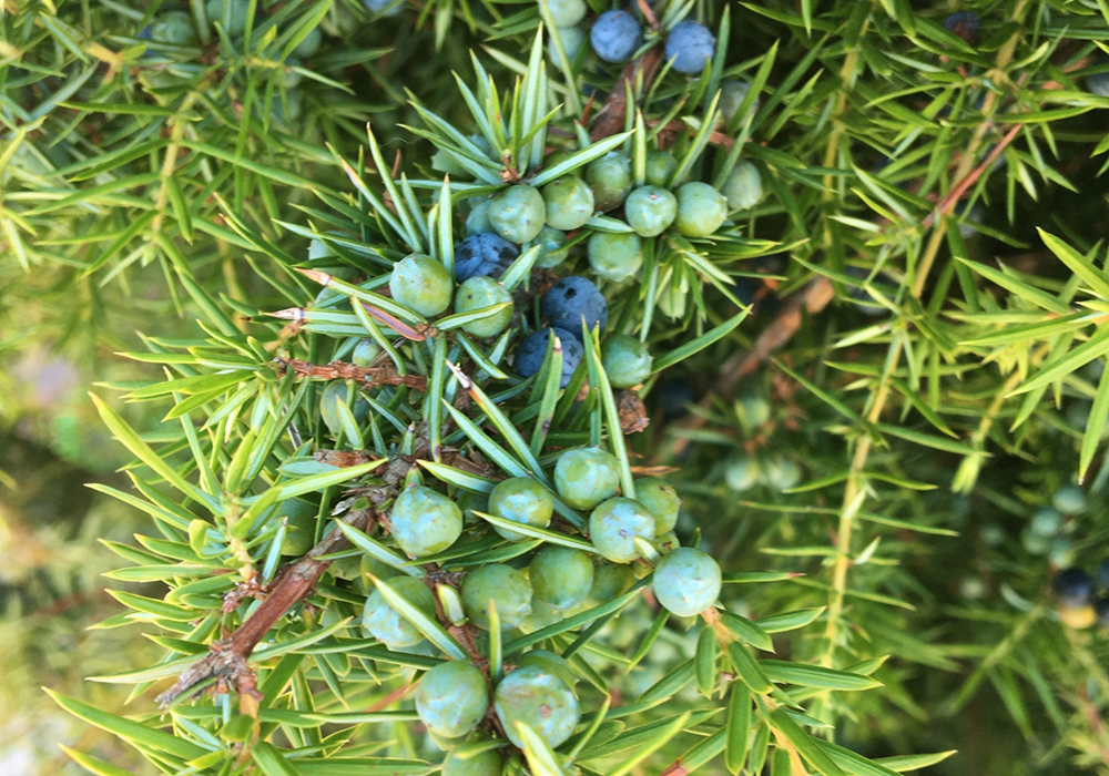 ジュニパーベリー