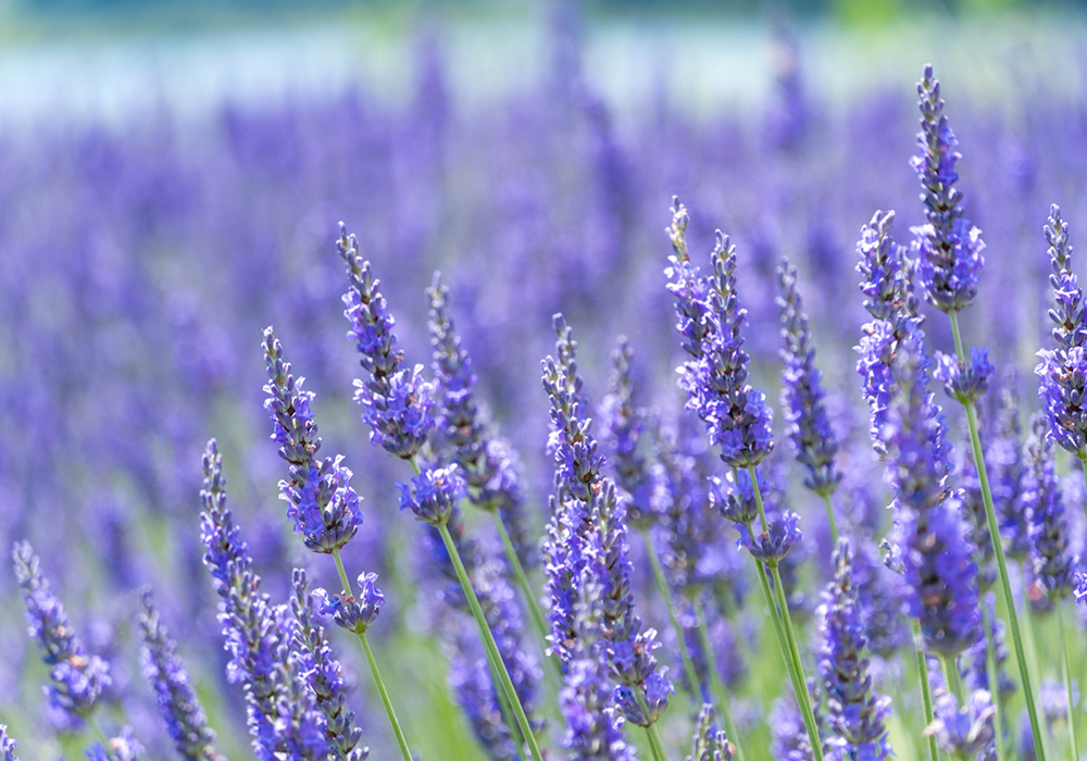 アロマテラピーの歴史