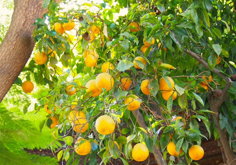 スイートオレンジ