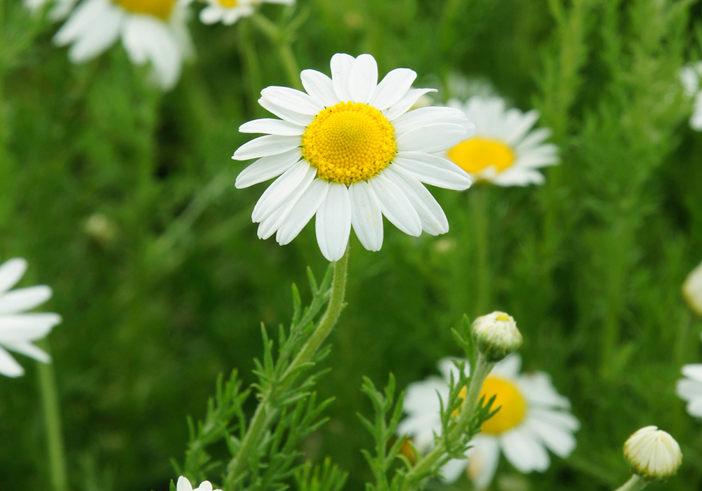 ローマンカモミール