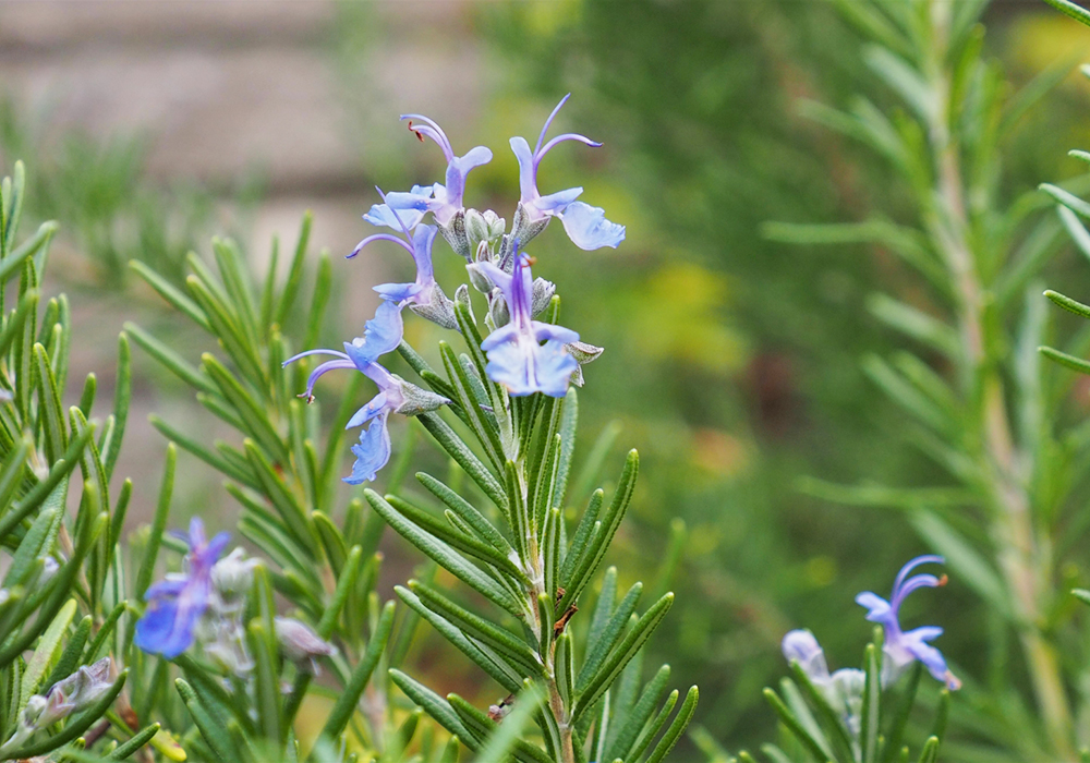 ローズマリー