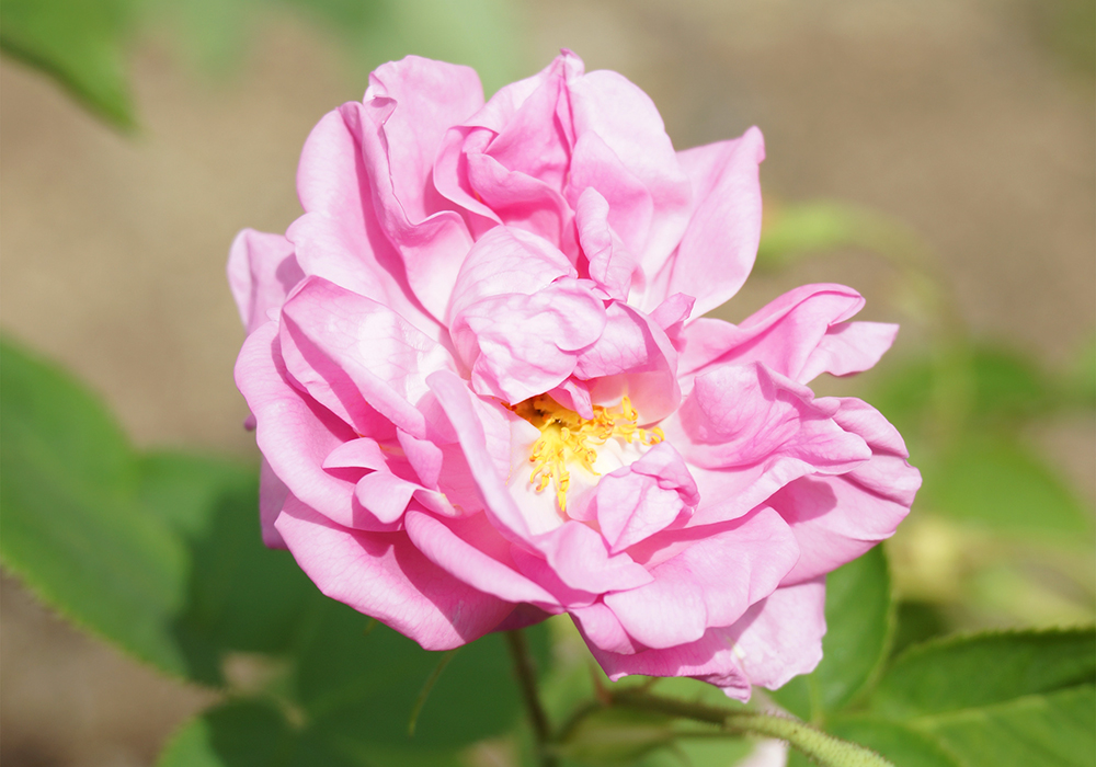 ローズオットー