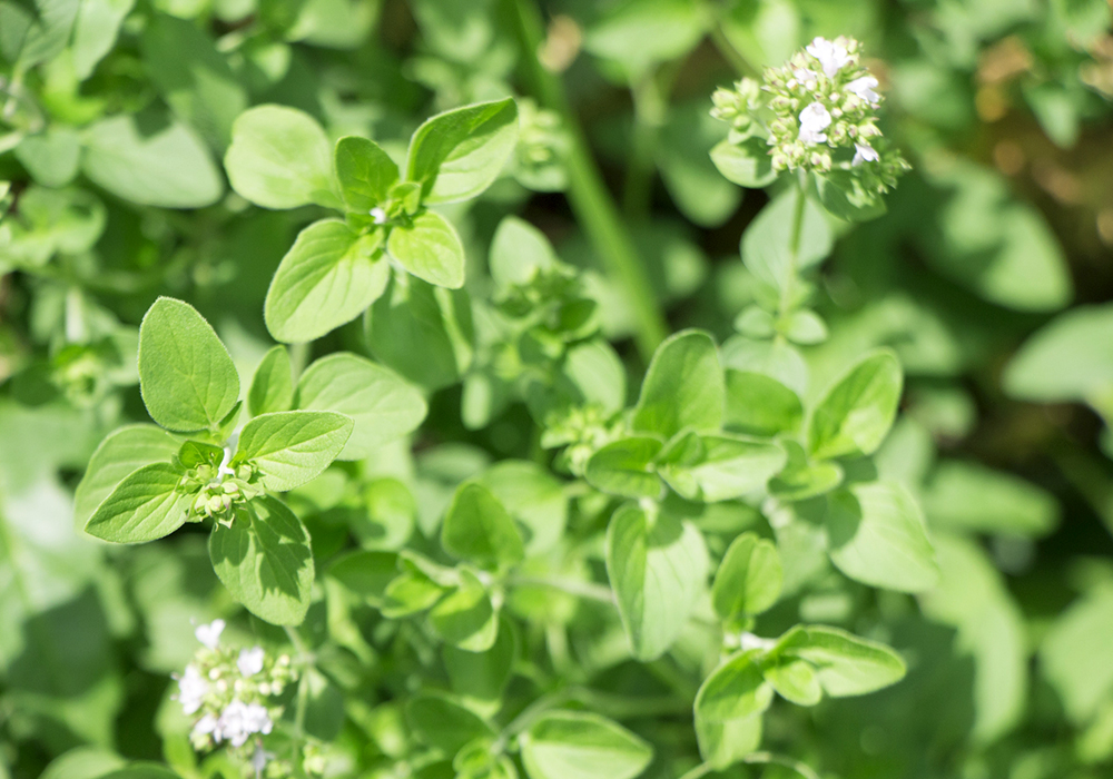 スイートマージョラム