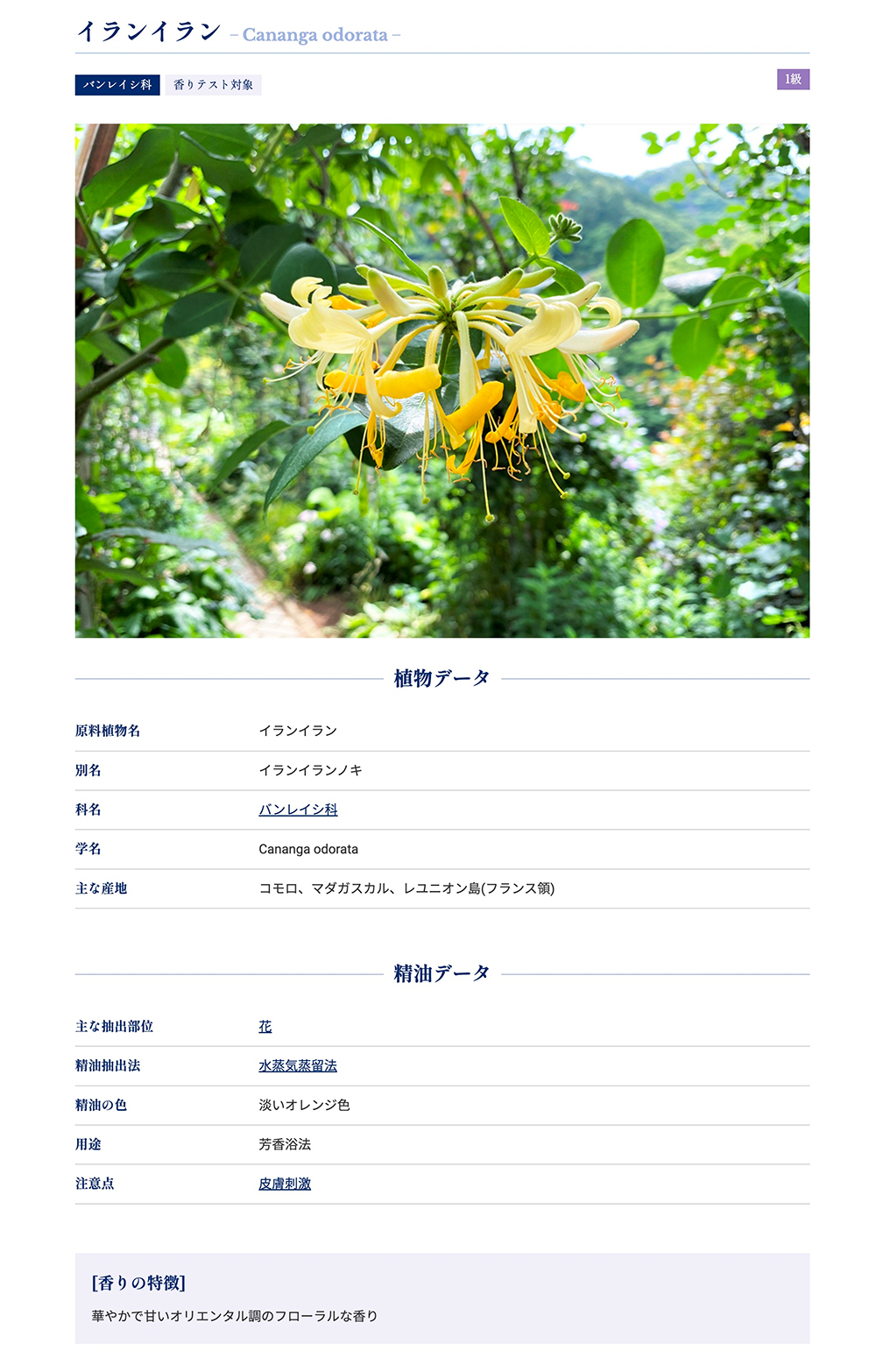イランイランの精油プロフィール